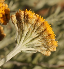 Helichrysum hebelepis