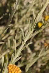 Helichrysum hebelepis