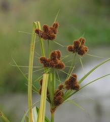 Cyperus glomeratus