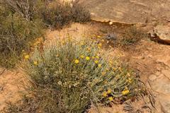 Helichrysum hebelepis