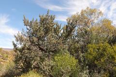 Podocarpus elongatus