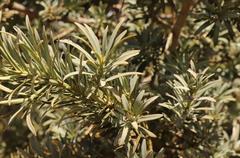 Podocarpus elongatus