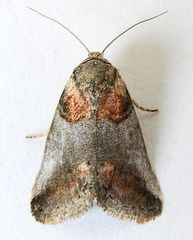 Aleptina clinopetes