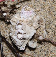 Austromegabalanus cylindricus