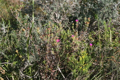 Lampranthus zeyheri