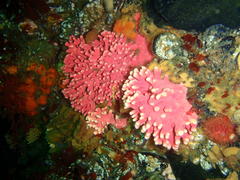 Stylaster nobilis