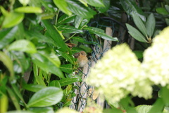 Erithacus rubecula