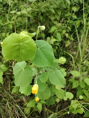 Abutilon indicum