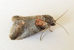 Aleptina clinopetes