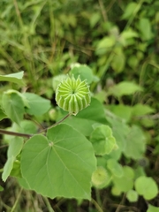 Abutilon indicum