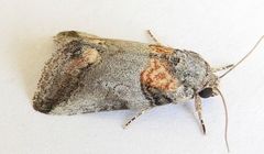 Aleptina clinopetes