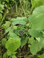 Abutilon indicum