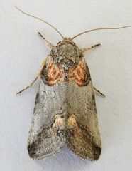Aleptina clinopetes