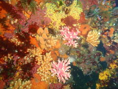 Stylaster nobilis