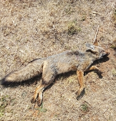 Vulpes chama