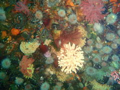 Stylaster nobilis