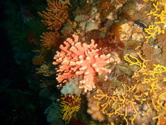 Stylaster nobilis