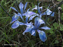 Iris vartanii