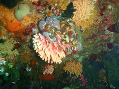 Stylaster nobilis