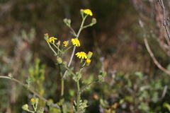 Senecio glutinosus