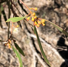 Eucalyptus gracilis