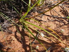 Trachyandra revoluta
