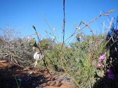 Trachyandra revoluta