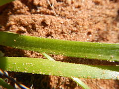 Trachyandra revoluta