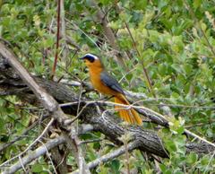 Cossypha heuglini heuglini