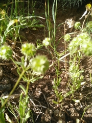 Valerianella coronata