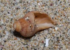 Burnupena pubescens