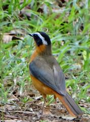 Cossypha heuglini heuglini