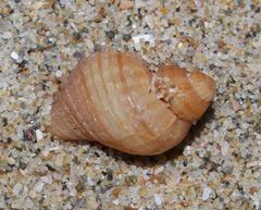 Burnupena pubescens