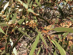 Eucalyptus gracilis