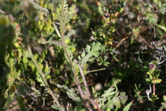 Senecio glutinosus