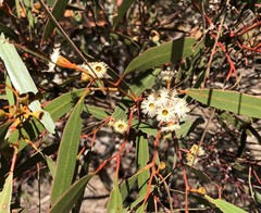 Eucalyptus gracilis