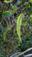 Polystichum thomsonii
