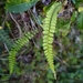 Polystichum thomsonii - Photo (c) Wen Ling Tsai, algunos derechos reservados (CC BY-NC), subido por Wen Ling Tsai
