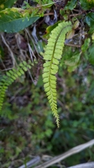 Polystichum thomsonii