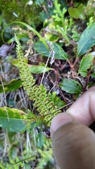 Polystichum thomsonii