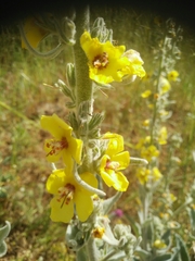 Verbascum damascenum