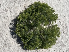 Nama carnosa