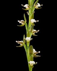 Prasophyllum brevilabre