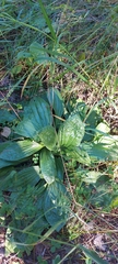 Plantago media