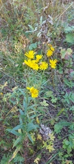 Hieracium umbellatum