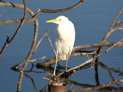 Ardea intermedia brachyrhyncha