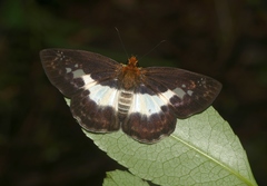 Gerosis phisara