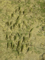 Squalius cephalus