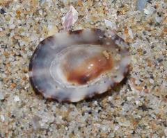 Cellana radiata