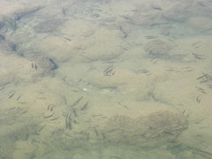 Squalius cephalus
